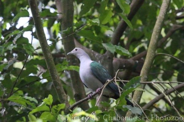 Green imperial-pigeon