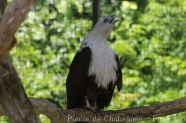 Brahminy kite