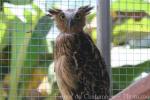 Buffy fish-owl