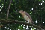 Rufous night-heron