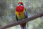 Eastern rosella