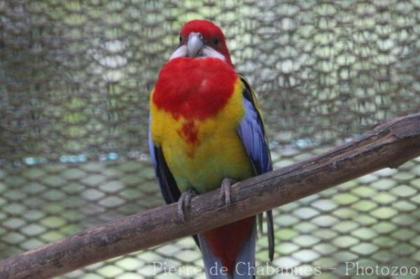 Eastern rosella