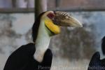 Wreathed hornbill