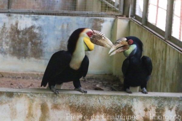 Wreathed hornbill