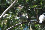 Pink-necked green-pigeon