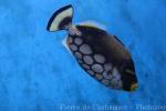 Clown triggerfish