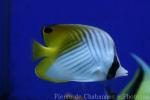 Threadfin butterflyfish