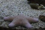 Granulated cushion star
