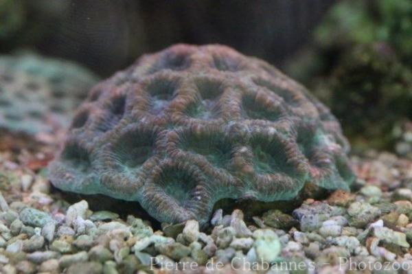 Veron's knob coral