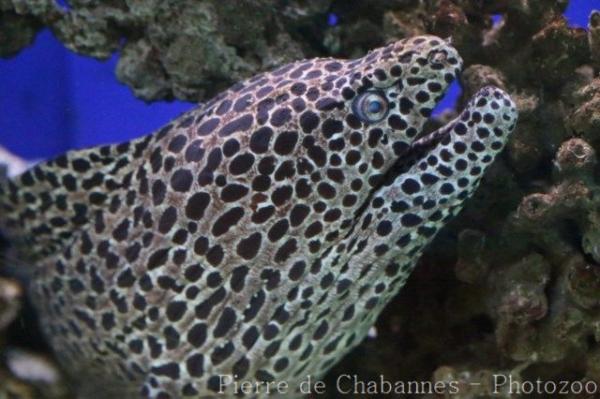Spotted moray