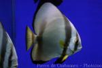 Orbicular batfish