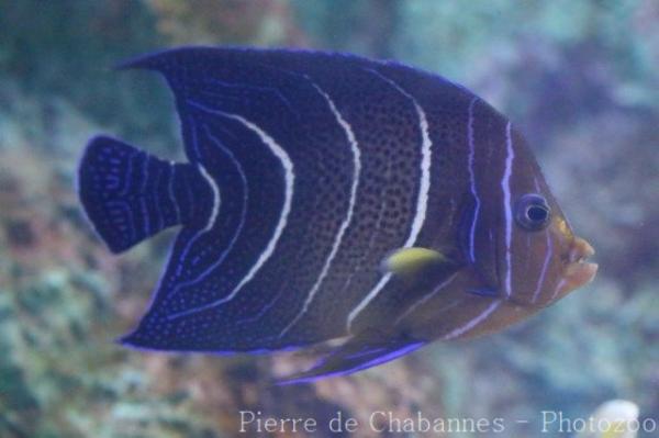 Semicircle angelfish