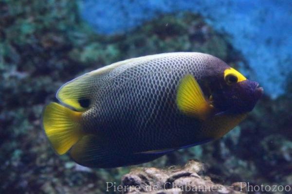 Yellowface angelfish