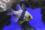 Pajama cardinalfish
