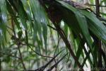 Philippine tarsier