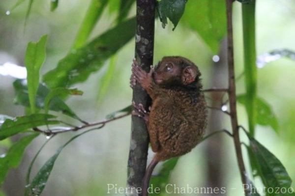 Philippine tarsier