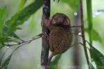 Philippine tarsier