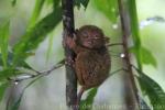 Philippine tarsier