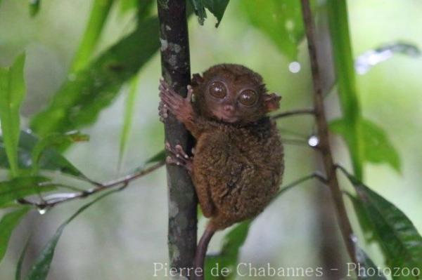 Philippine tarsier