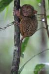 Philippine tarsier