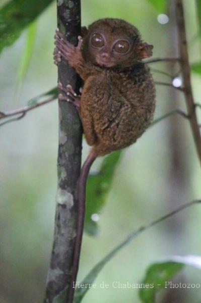 Philippine tarsier