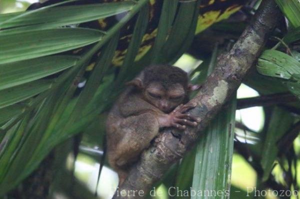 Philippine tarsier