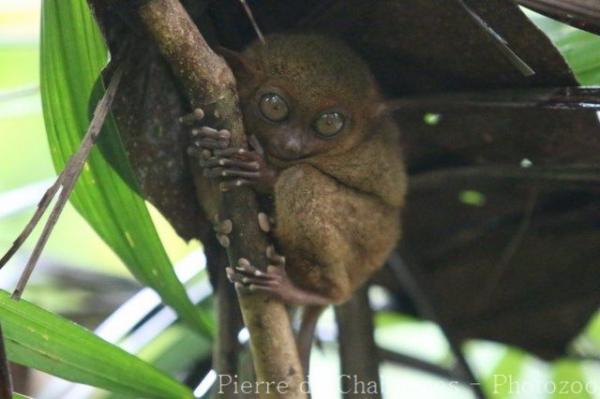 Philippine tarsier