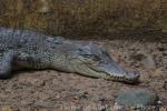 Saltwater crocodile