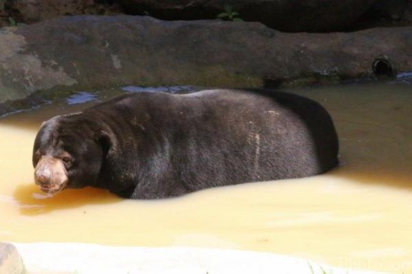 Bornean sun bear