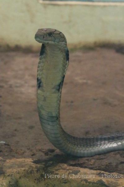 King cobra