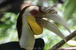 Wreathed hornbill