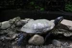 Red-eared slider