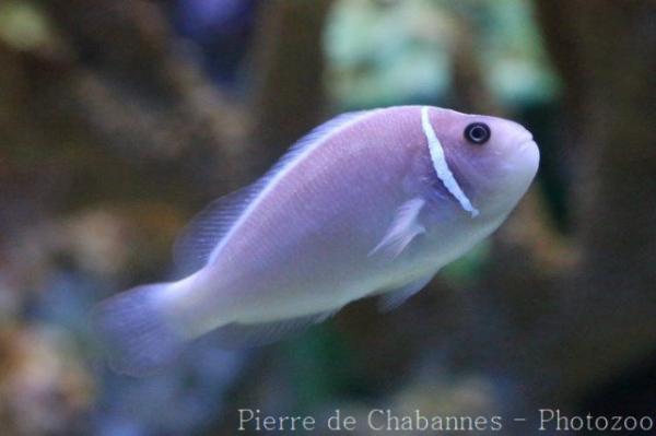 Pink anemonefish