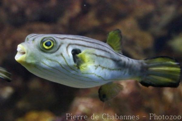 Narrow-lined puffer