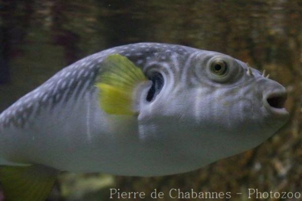 Reticulated pufferfish