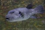 Stellate puffer