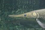 Alligator gar