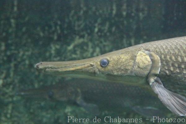 Alligator gar