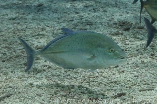 Bluefin trevally