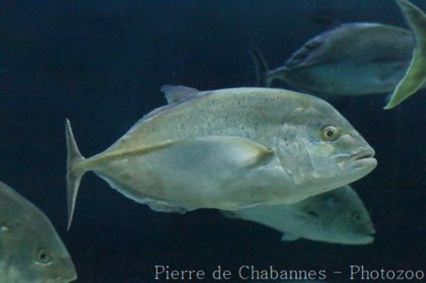 Bluefin trevally