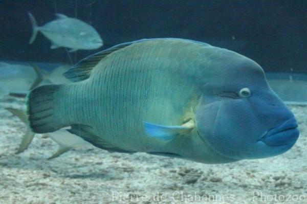 Humphead wrasse