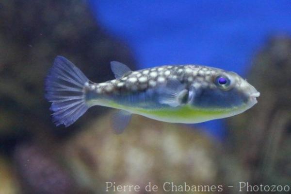 Milkspotted puffer