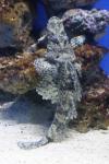 Crocodile fish