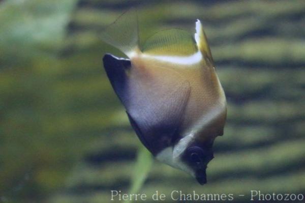 Horned bannerfish