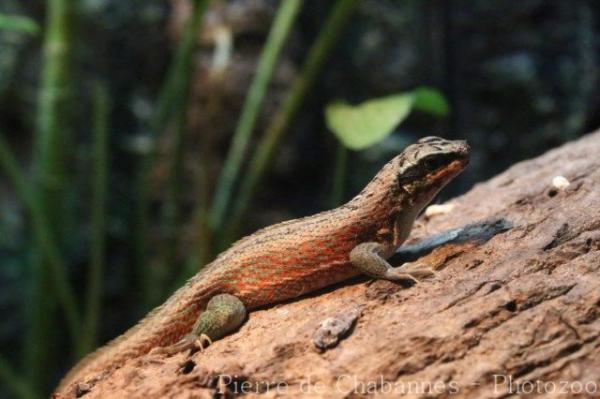 Haitian curlytail lizard