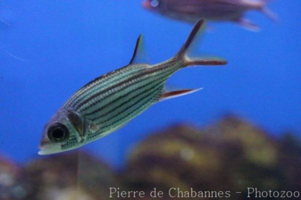 Clearfin squirrelfish