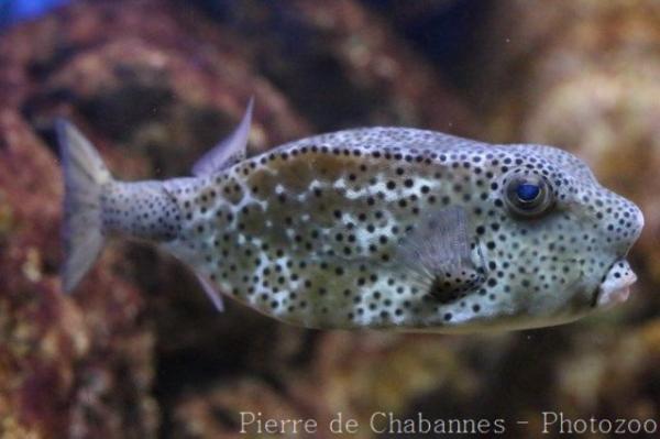 Horn-nosed boxfish