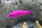 Magenta dottyback