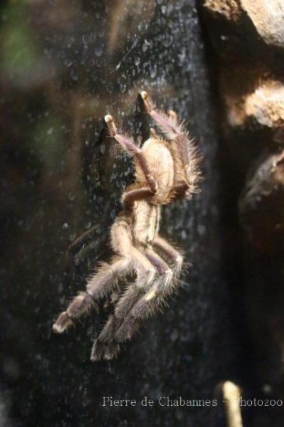 Peacock tarantula