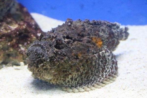 Stonefish